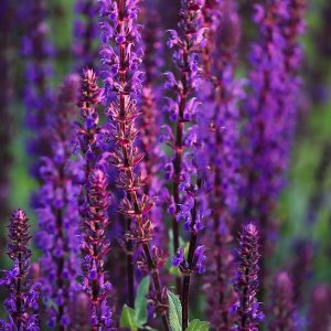 Šalvia hájna - Salvia nemorosa ´DEEP BLUE´, kont. C1L